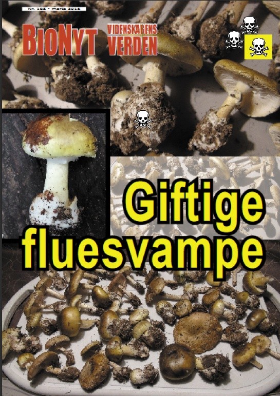 BioNyt Videnskabens Verden nr.168 om Fluesvampe og amatoxin-forgiftninger