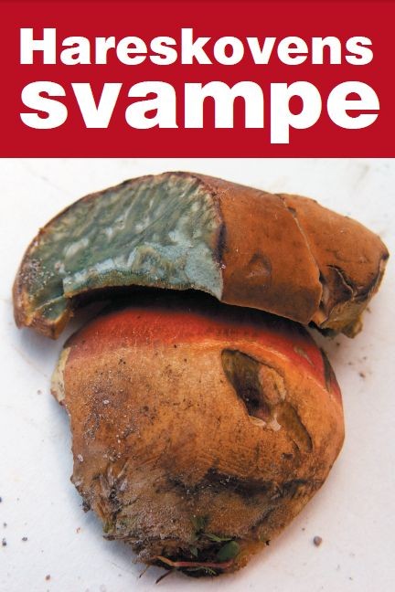 Hareskovens svampe