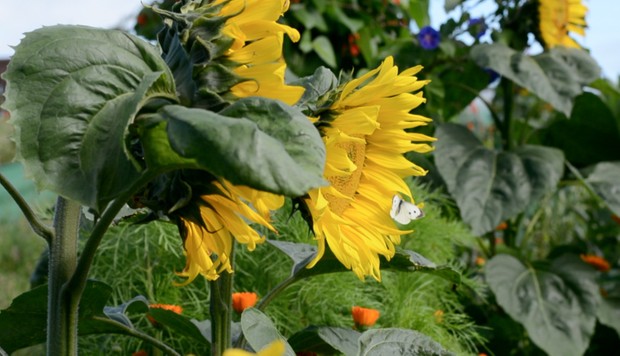 Summer Fruits/Vegetables and Flowers