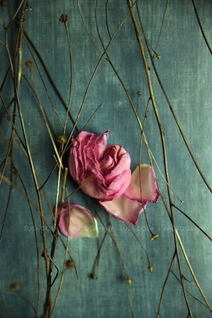 - Lonely Rose -