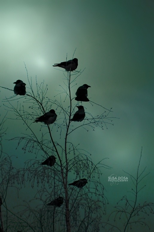 - Birds -