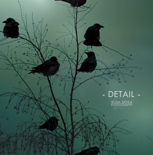 - Birds -