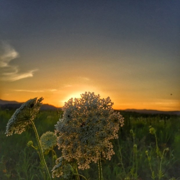 flowers setting phone wallpaper