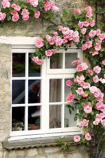 The Garden Window