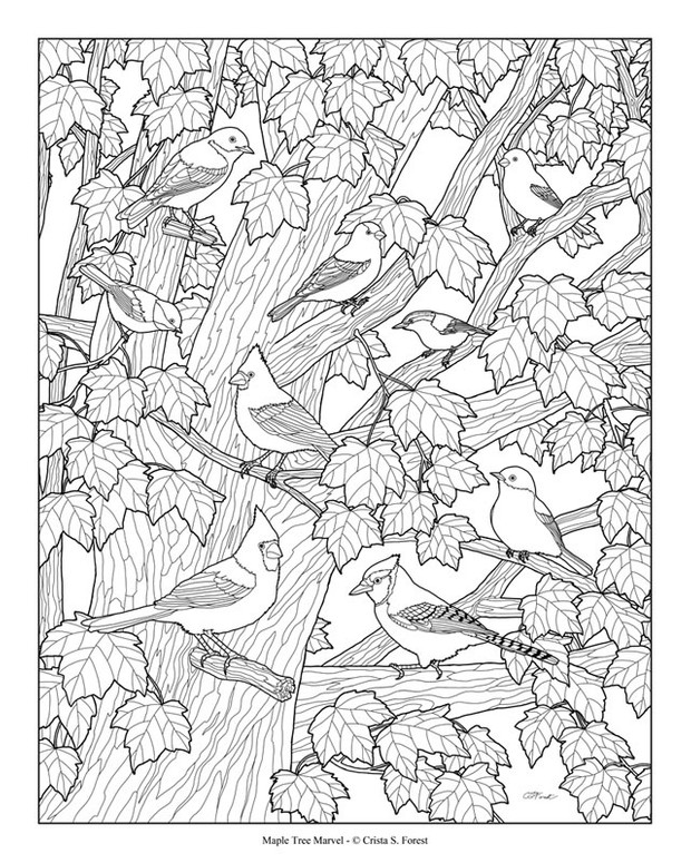 Birds in Maple Tree Adult Coloring Page