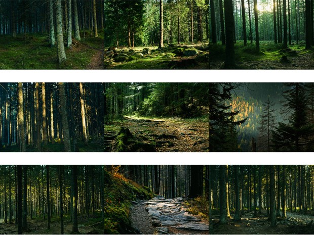 Forest Photo Pack