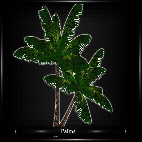 PALMS TREE