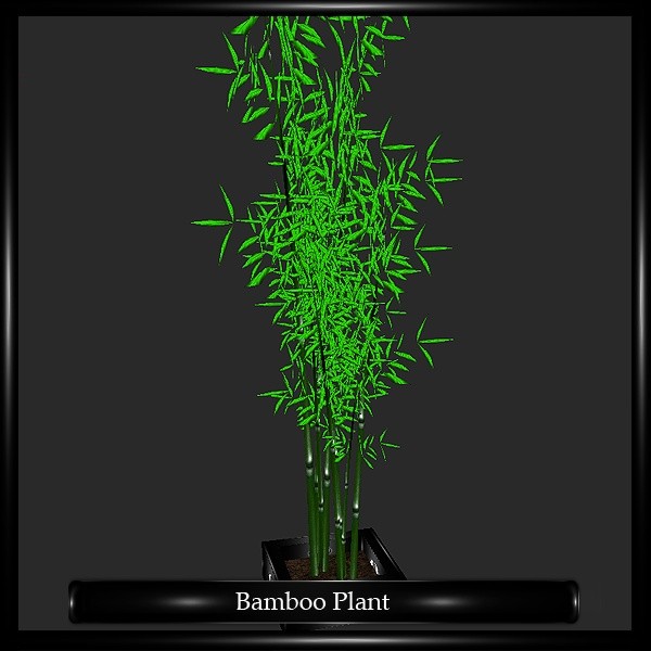 BAMBOO PLANT