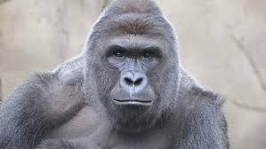 Harambe Client