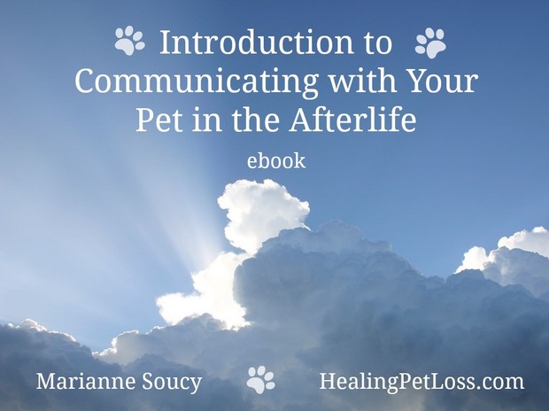 Introduction to Communicating with Your Pet in the Afterlife