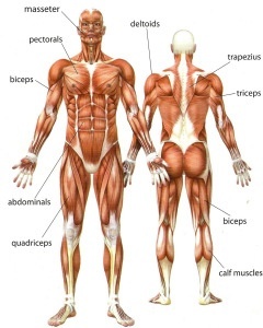 Full Body Optimization Formula