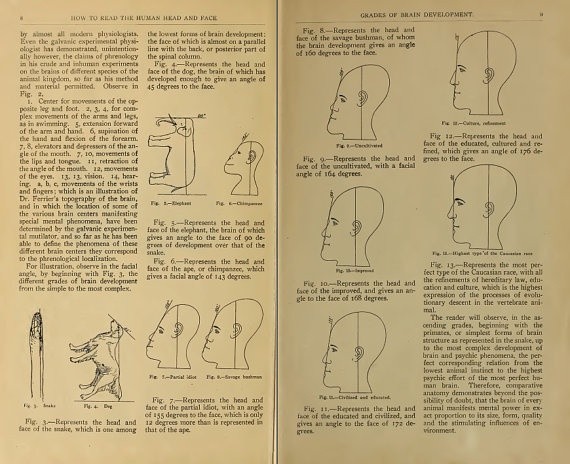 Physiognomy - Palmistry - Phrenology