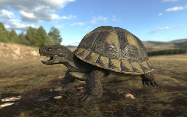 Realistic Turtle