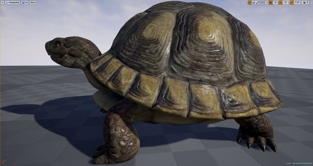 Realistic Turtle