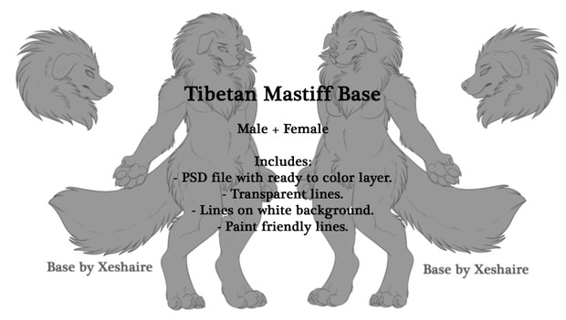 Tibetan Mastiff Base - Male + Female
