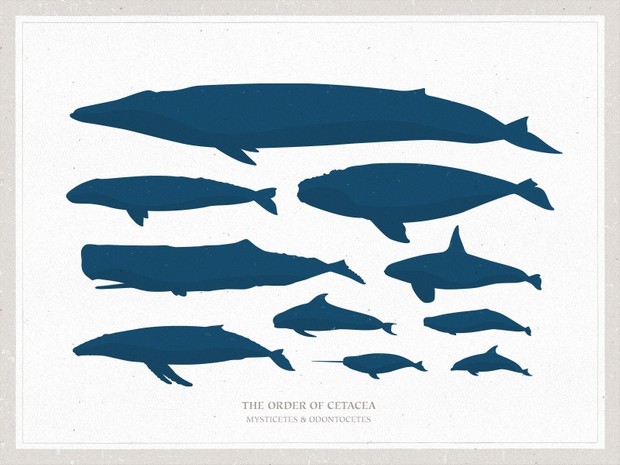 Basic Whales Vector Pack