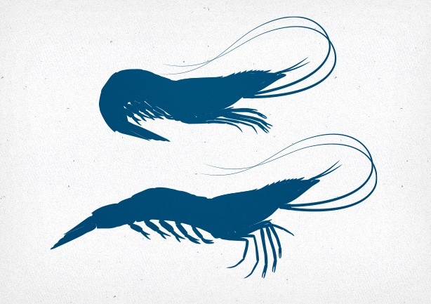 Shrimp Vector