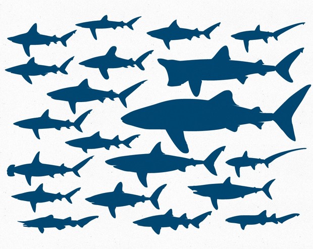 Sharks Vector Pack