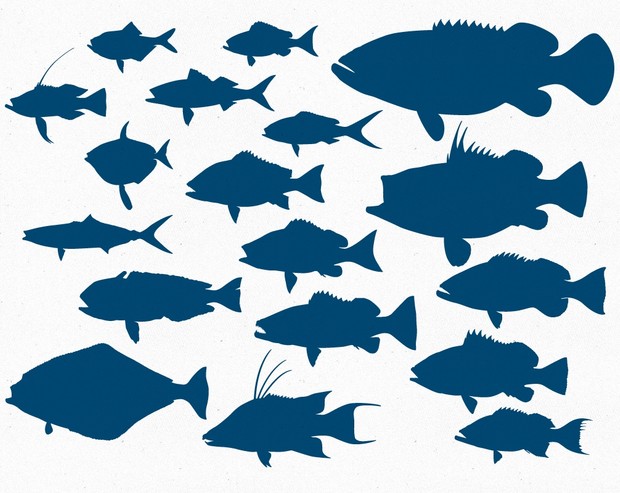 Deep Sea Reef Fish Vector Pack