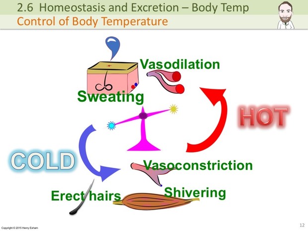 IGCSE Biology - Control of Body Temperature Presentation