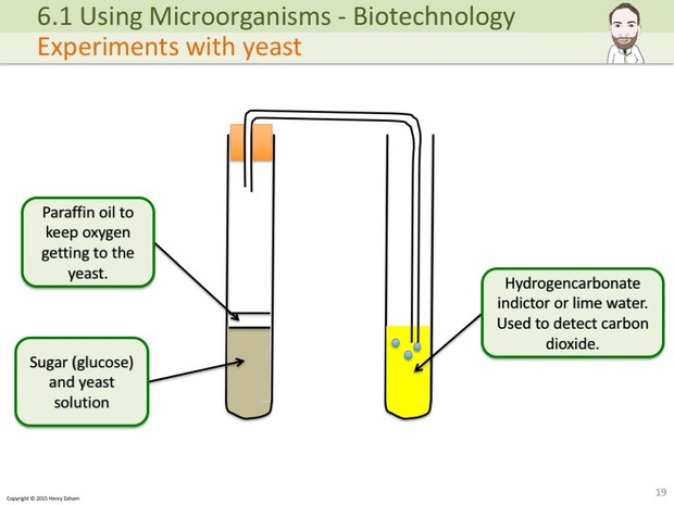 IGCSE Biology - Using Microorganisms Presentation