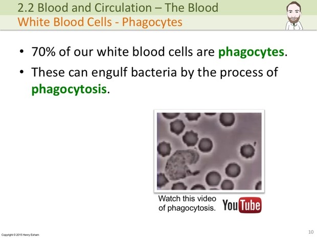 IGCSE Biology - The Blood Presentation