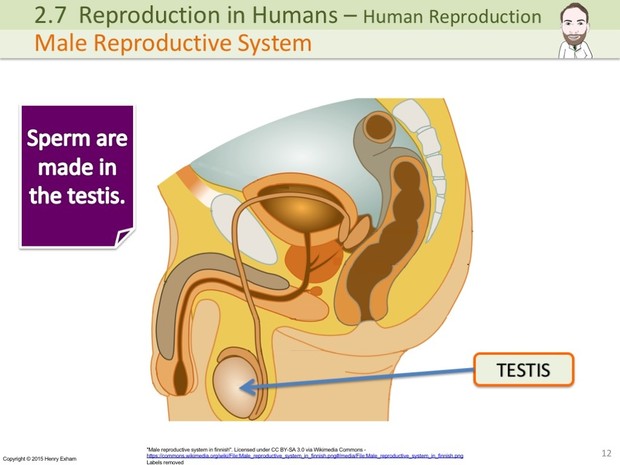 IGCSE Biology - Human Reproduction Presentation
