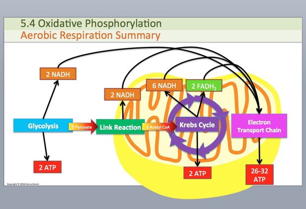 A Level Biology - Energy for Biological Processes Presentation