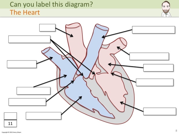 IGCSE Biology - Label The Diagram Revision