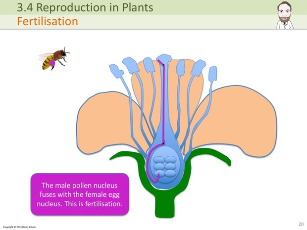 IGCSE Biology - Plant Reproduction Presentation