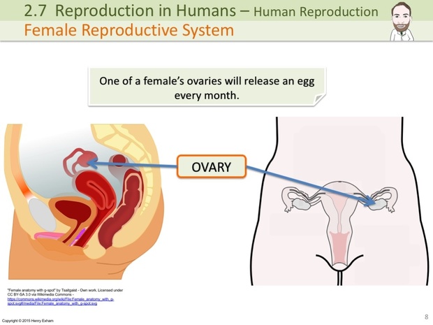 IGCSE Biology - Human Reproduction Presentation