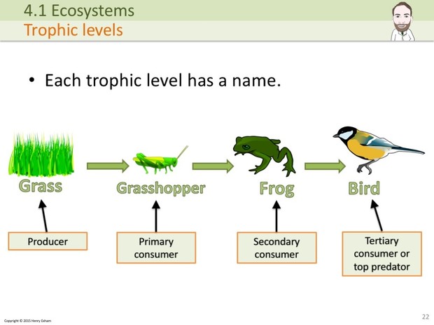 IGCSE Biology - Ecosystems Presentation