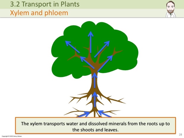 IGCSE Biology - Plant Transport Presentation
