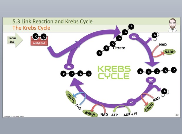 A Level Biology - Energy for Biological Processes Presentation