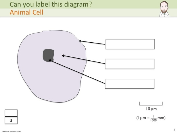 IGCSE Biology - Label The Diagram Revision