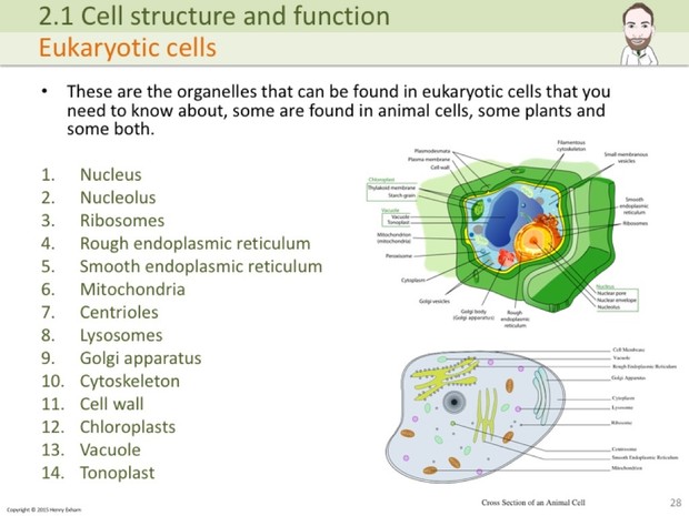A Level Biology - Cells, Viruses and Reproduction of Living Things Presentation