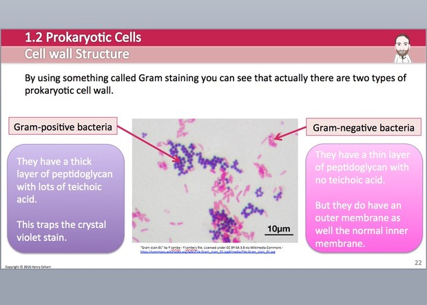 Cambridge Pre-U Biology - 1.2 Prokaryotic Cells Presentation