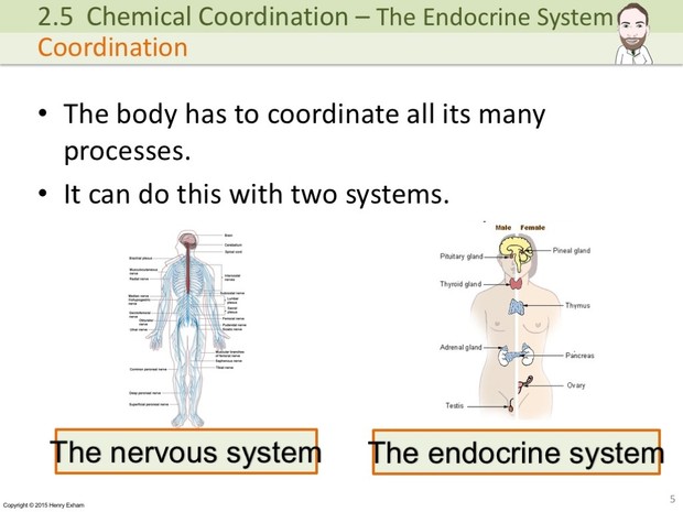 IGCSE Biology - The Endocrine System Presentation