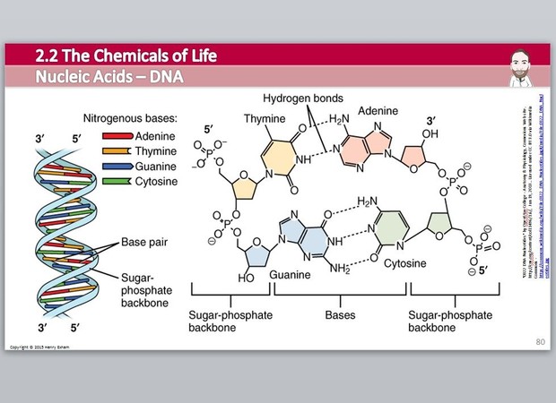 Cambridge Pre-U Biology - 2.2 Chemicals of Life Presentation