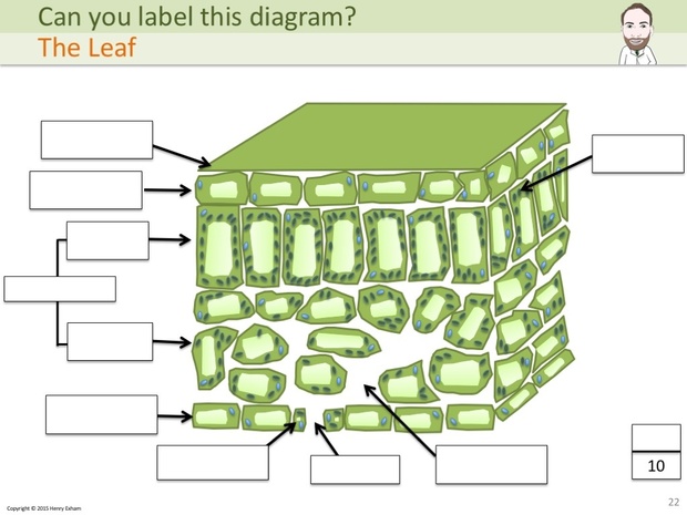 IGCSE Biology - Label The Diagram Revision