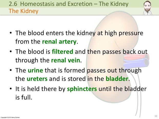 IGCSE Biology - The Kidney Presentation