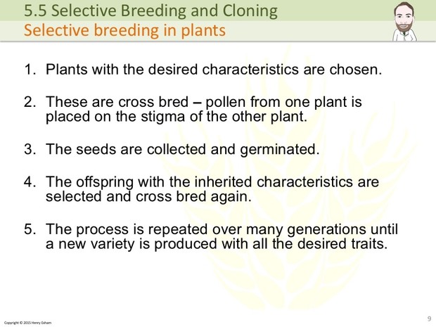 IGCSE Biology - Selective Breeding and Cloning Presentation