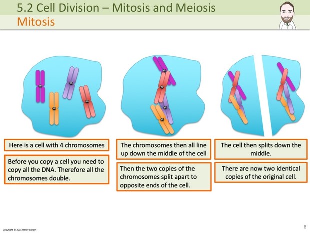 IGCSE Biology - Mitosis and Meiosis Presentation