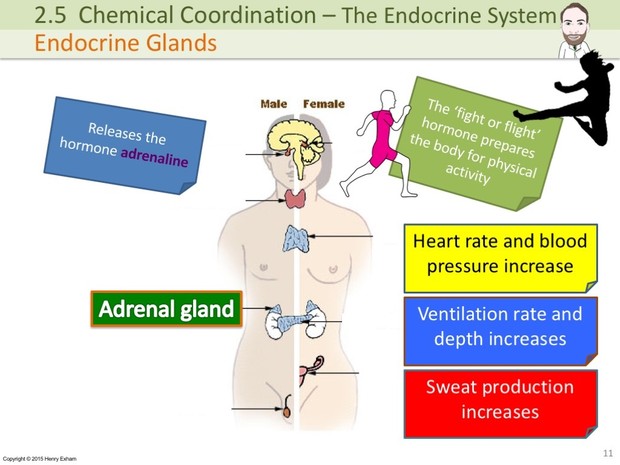 IGCSE Biology - The Endocrine System Presentation
