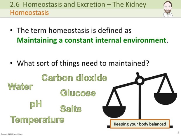 IGCSE Biology - The Kidney Presentation