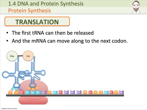 A Level Biology - Biological Molecules Presentation