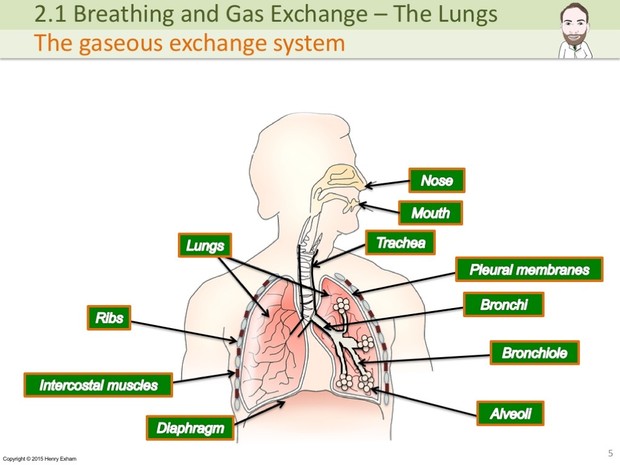 IGCSE Biology - The Lungs, Gas Exchange and Smoking Presentation