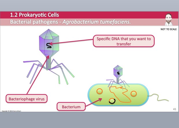 Cambridge Pre-U Biology - 1.2 Prokaryotic Cells Presentation