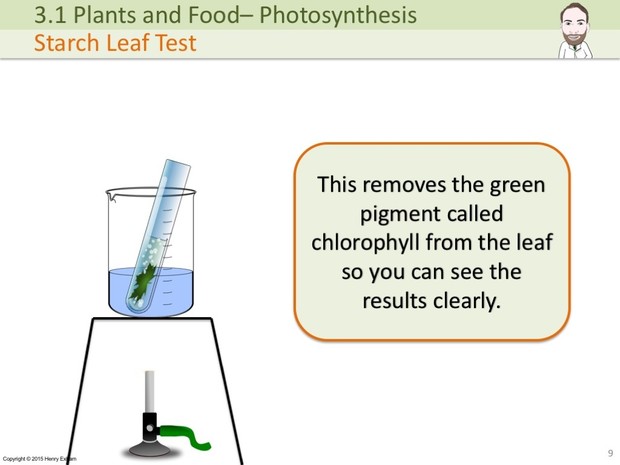 IGCSE Biology - Photosynthesis Presentation