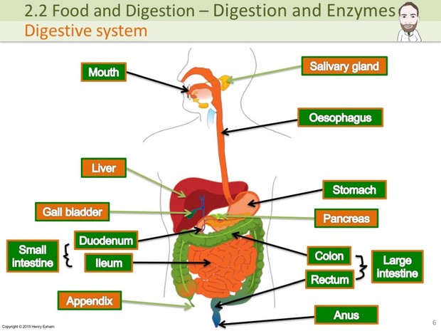 IGCSE Biology - Digestion and Enzymes Presentation